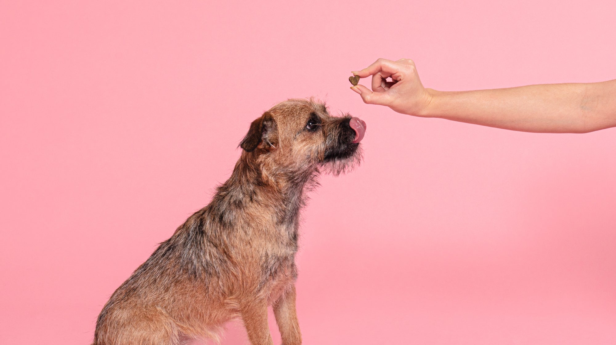 A golden-coloured Patterdale Terrier dog, sitting for a treat, against a pale pink backdrop