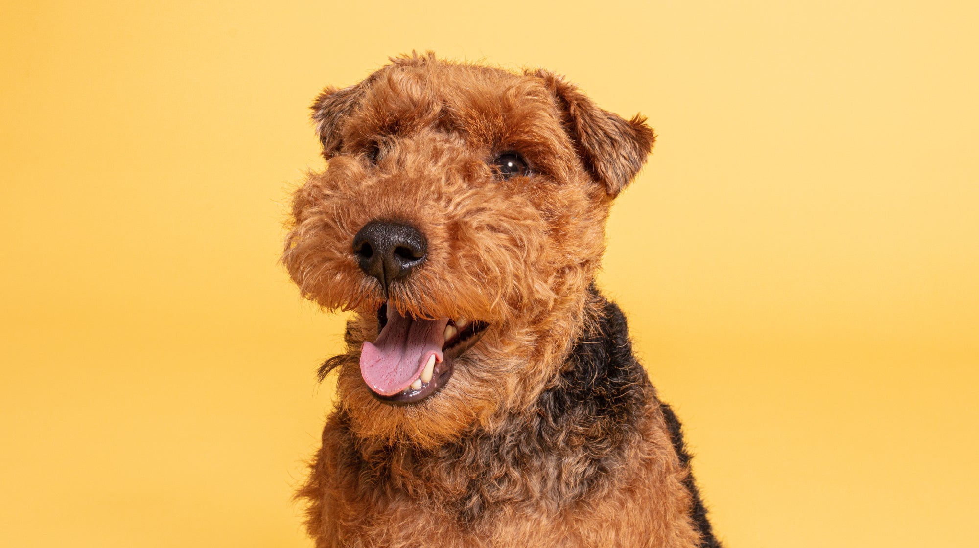 Welsh Terrier Dog 'smiling' at the camera, against a pale orange backdrop