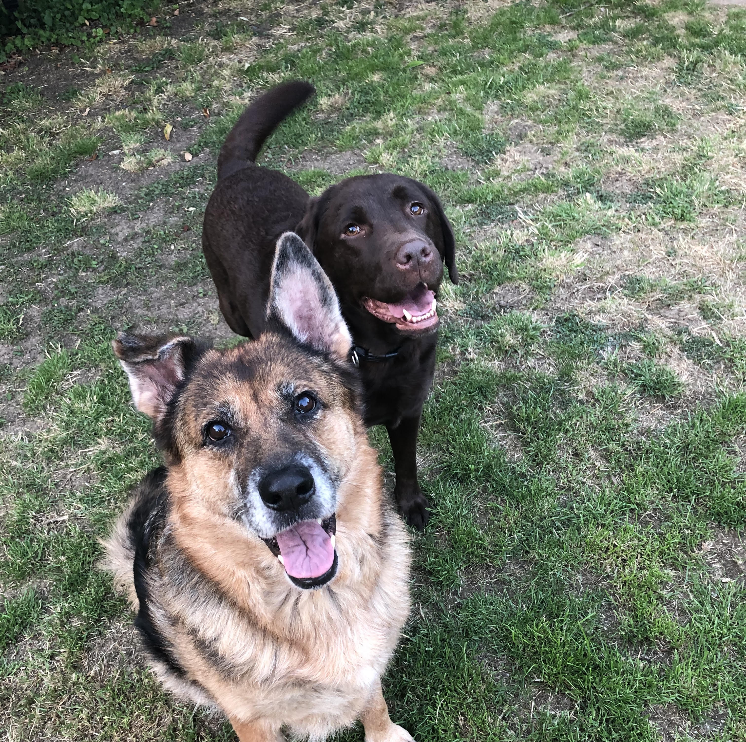 Picture of 2 dogs, one 1 is a German Shepherd and the other is a Labrador