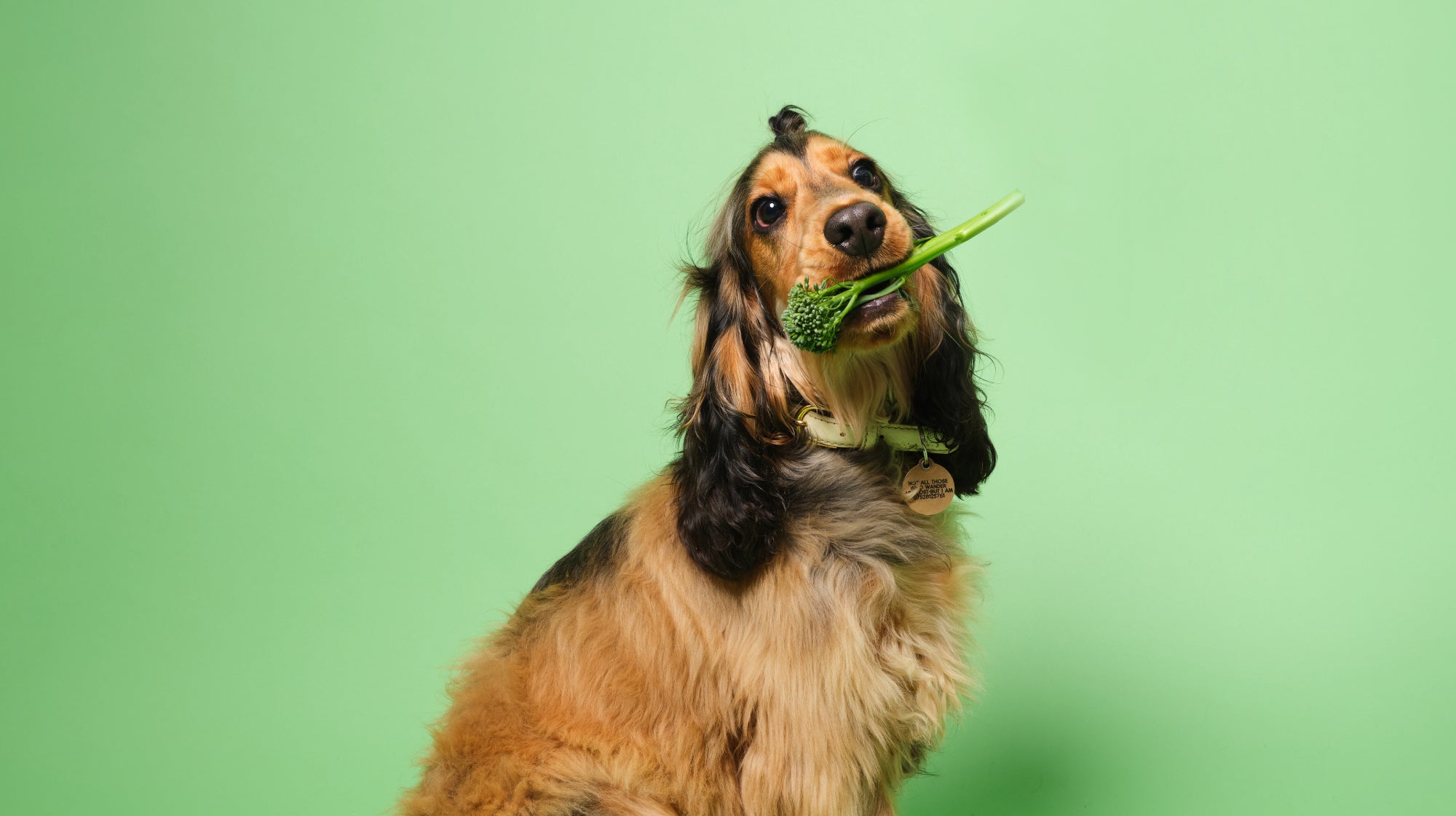 cocker spaniel holdi g a piece of broccoli in it's mouth on a green background