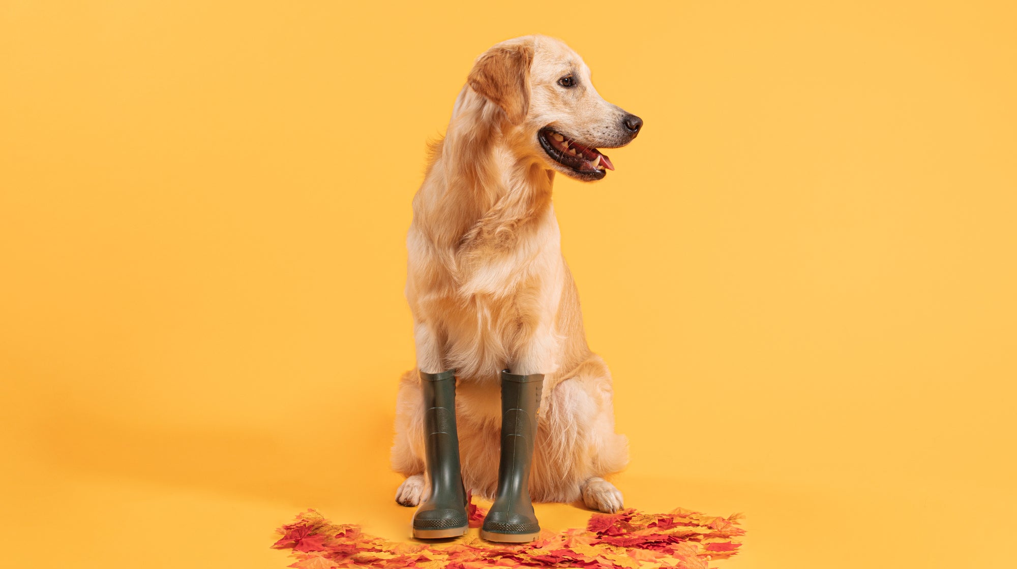 A golden retriever dog in a pair of olive green wellies, against a yellow backdrop