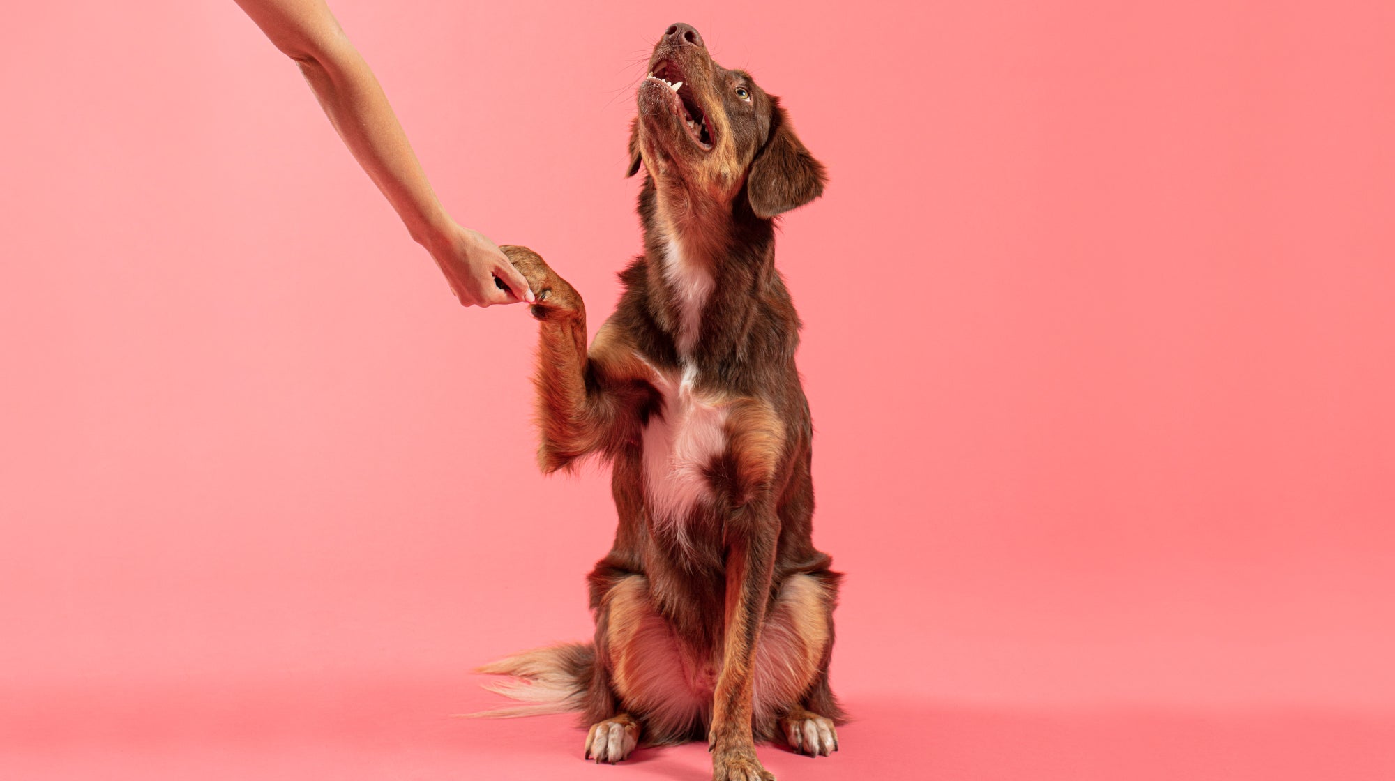 A brown and tan dog giving their paw, against a pale pink backdrop