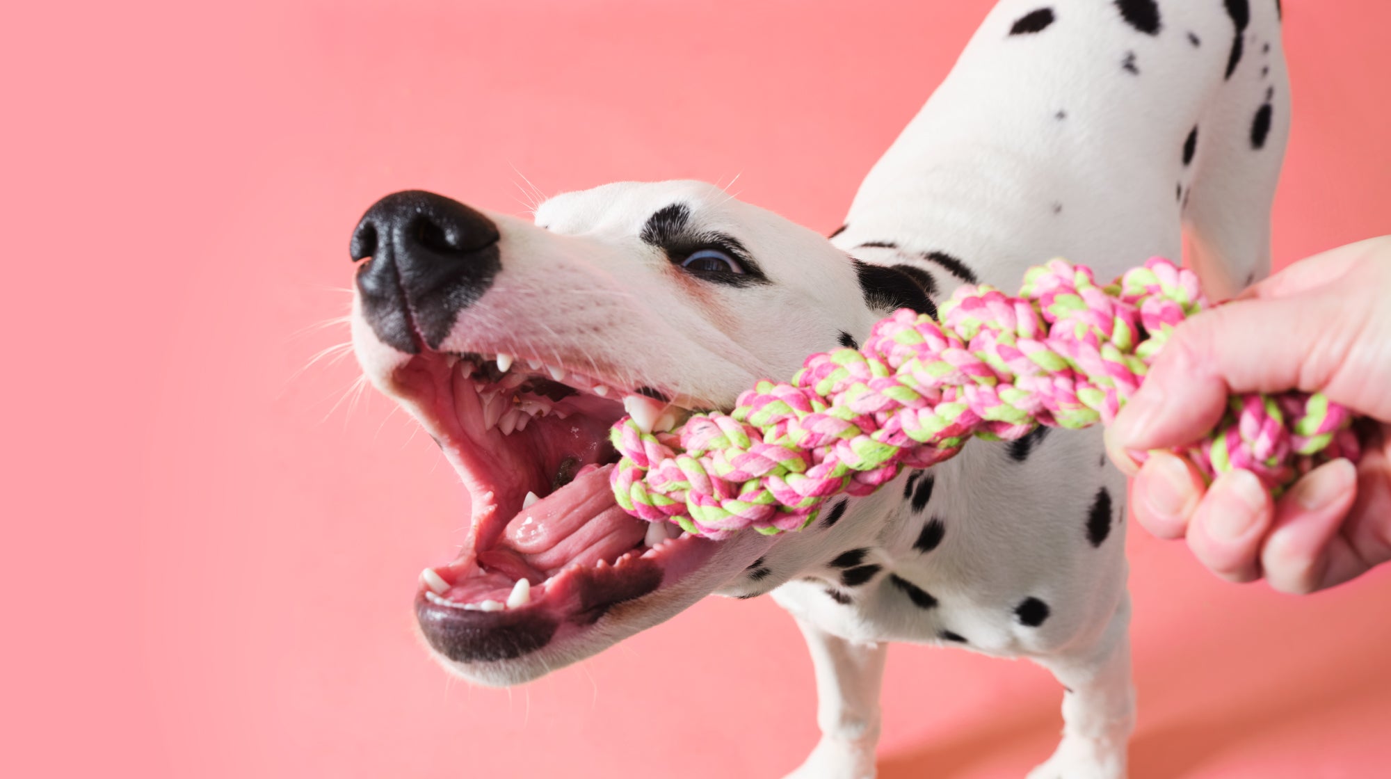 Dalmatian dog playing tug with a rope toy, against a pale pink backdrop 