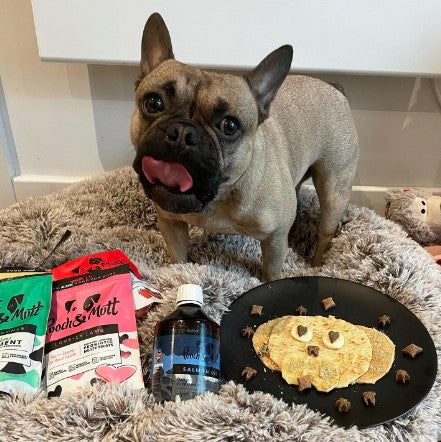 frenchie next to a plate of pancakes