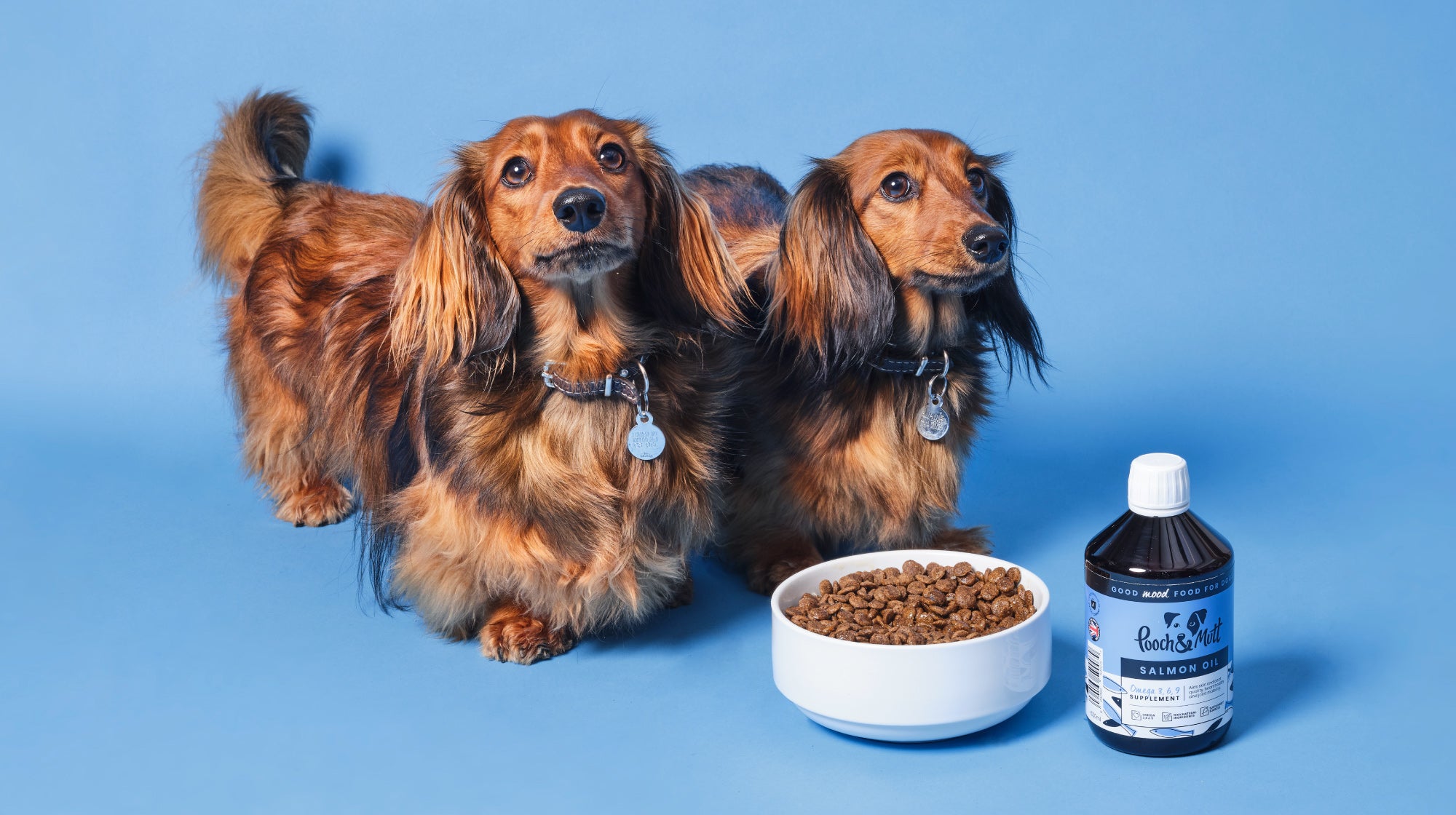 salmon oil with dogs