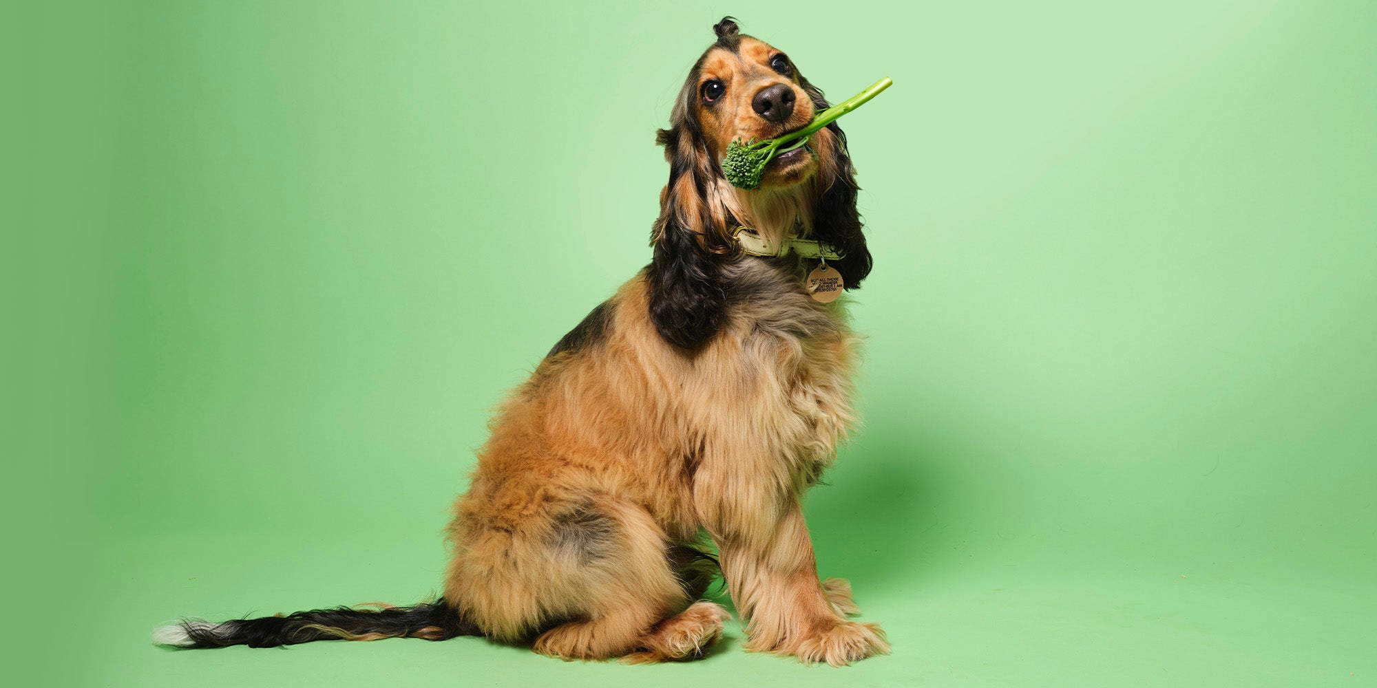 Show cocker dog, with broccoli in its mouth, against a pale green background