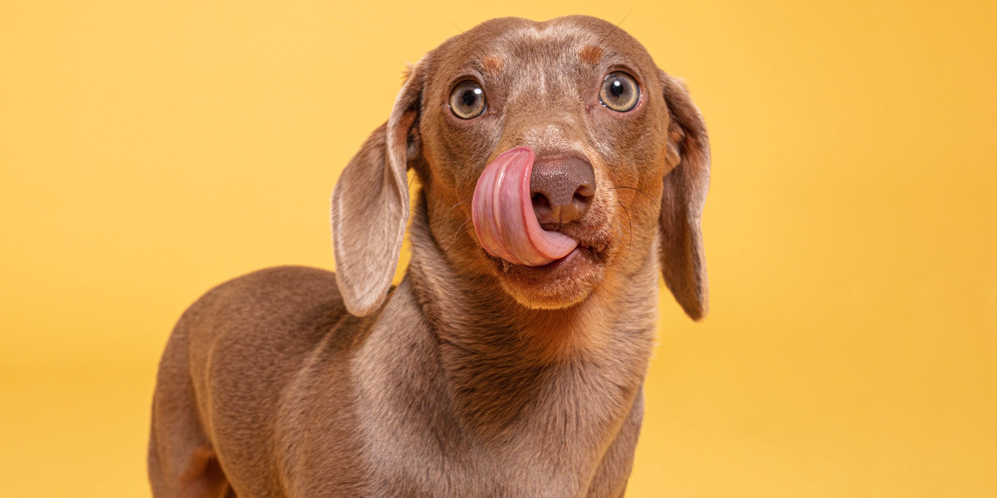 Short-haired golden brown daschund dog, licking its lips, against a pale orange background