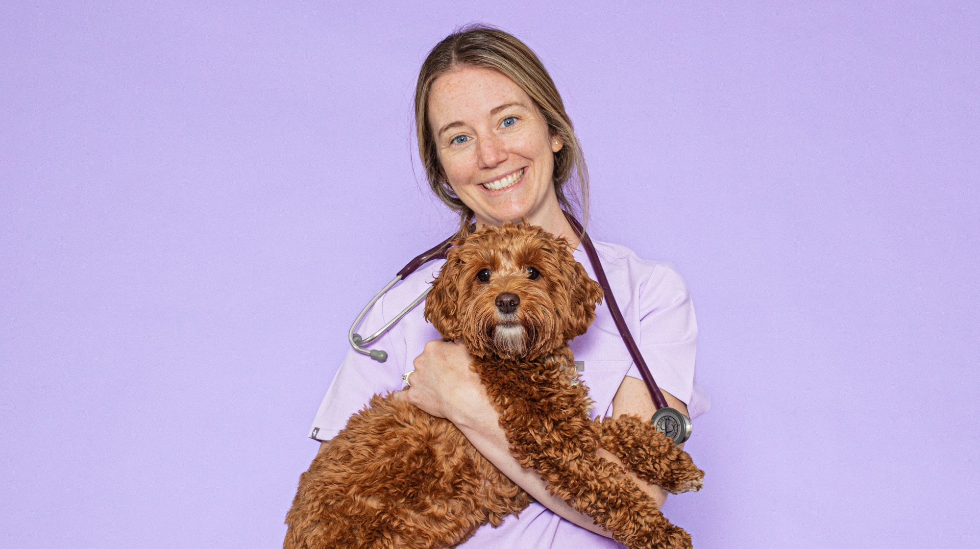 vet linda holding a cockapoo on a lilac background