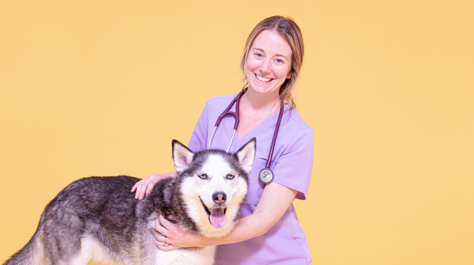 husky with a vet on a yellow background