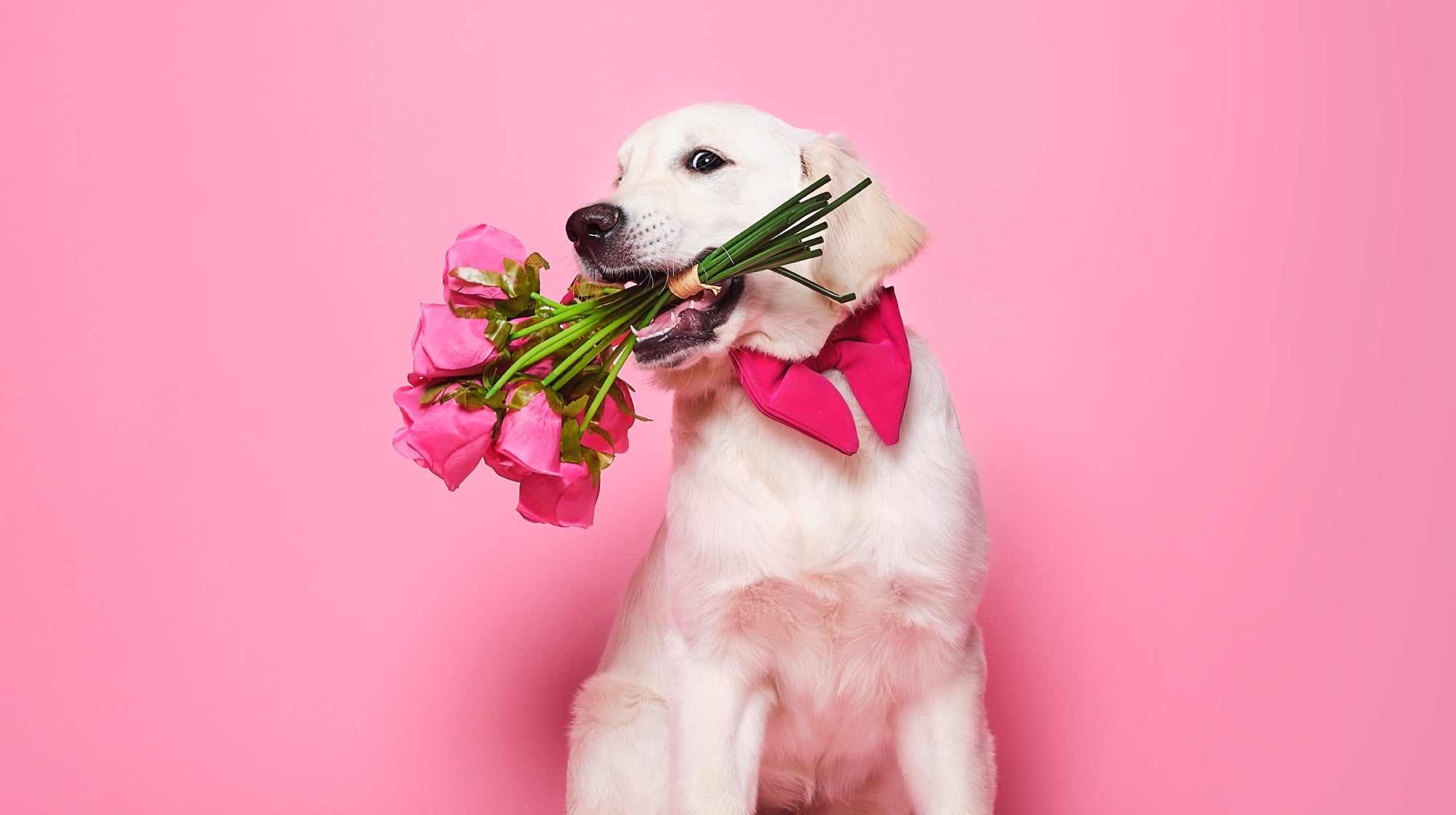 labrador holding roses in it's mouth