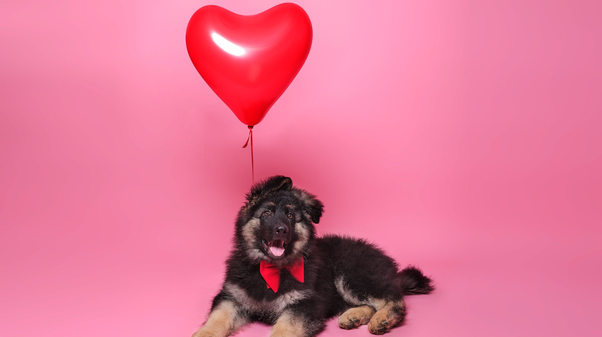 dog sat down with a pink heart balloon