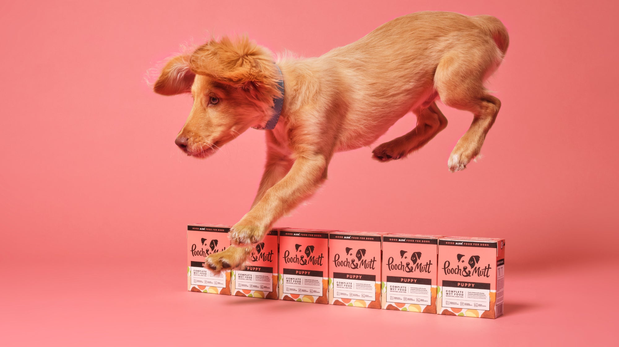 puppy jumping over a line of dog food cartons