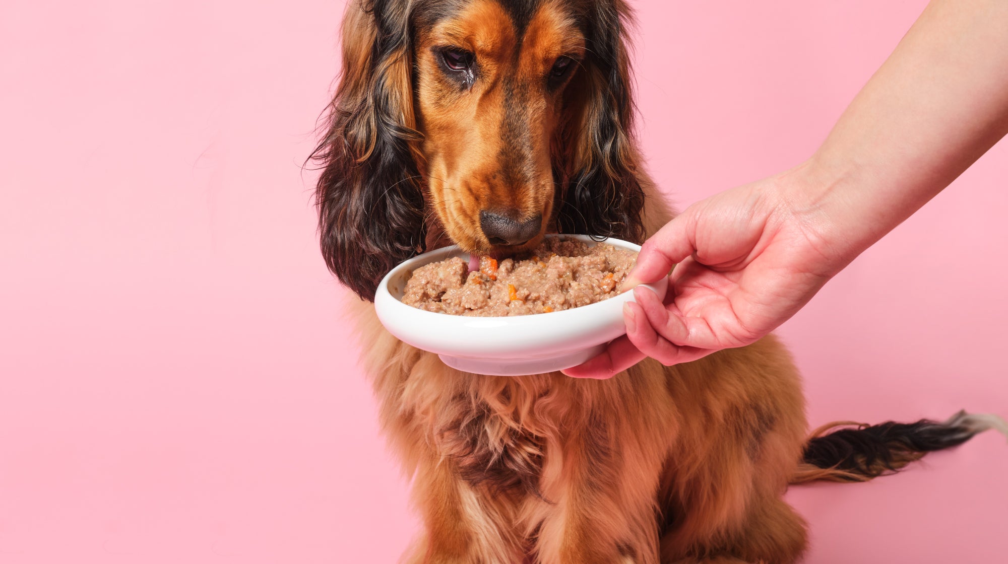 Wet Dog Food Benefits: Unleashing the Power of Nutrition