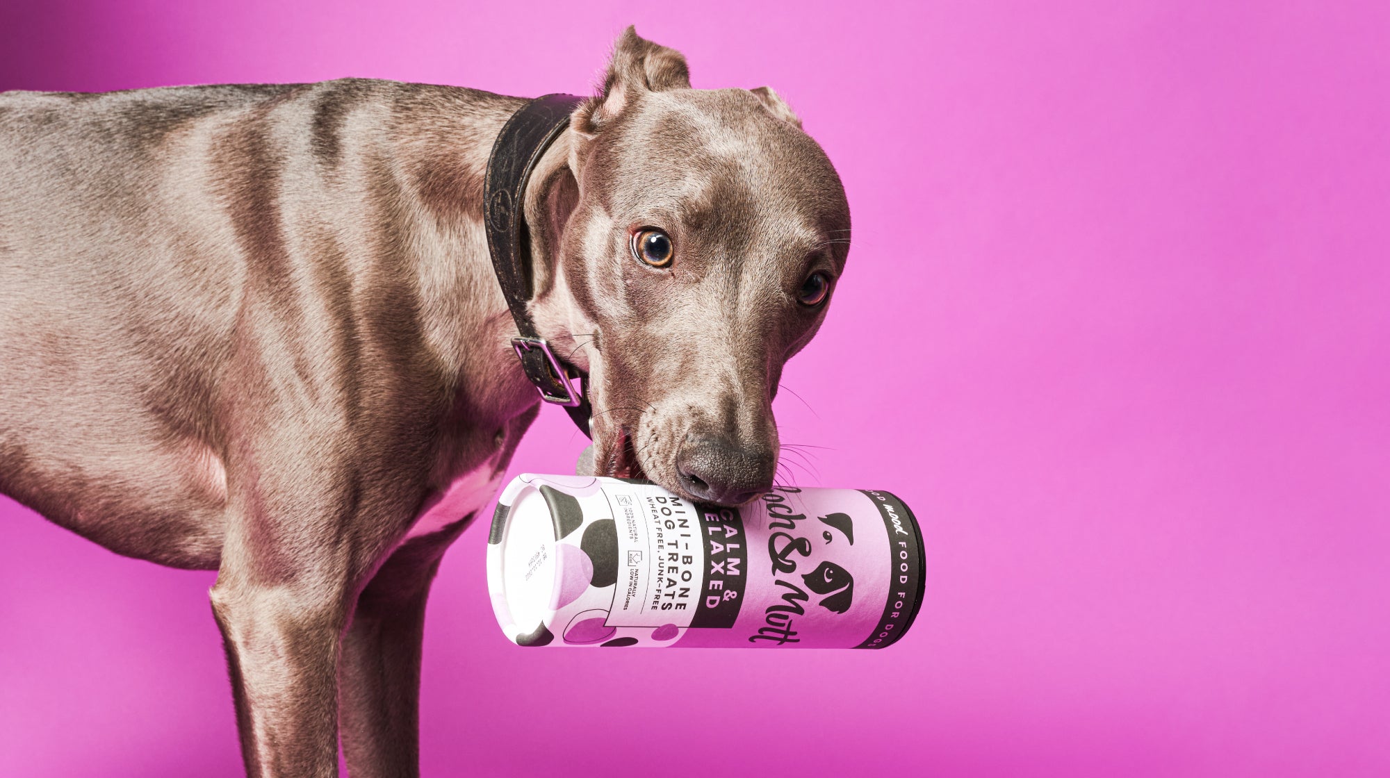 dog with a tube of pooch and mutt treats in it's mouth on a pink background