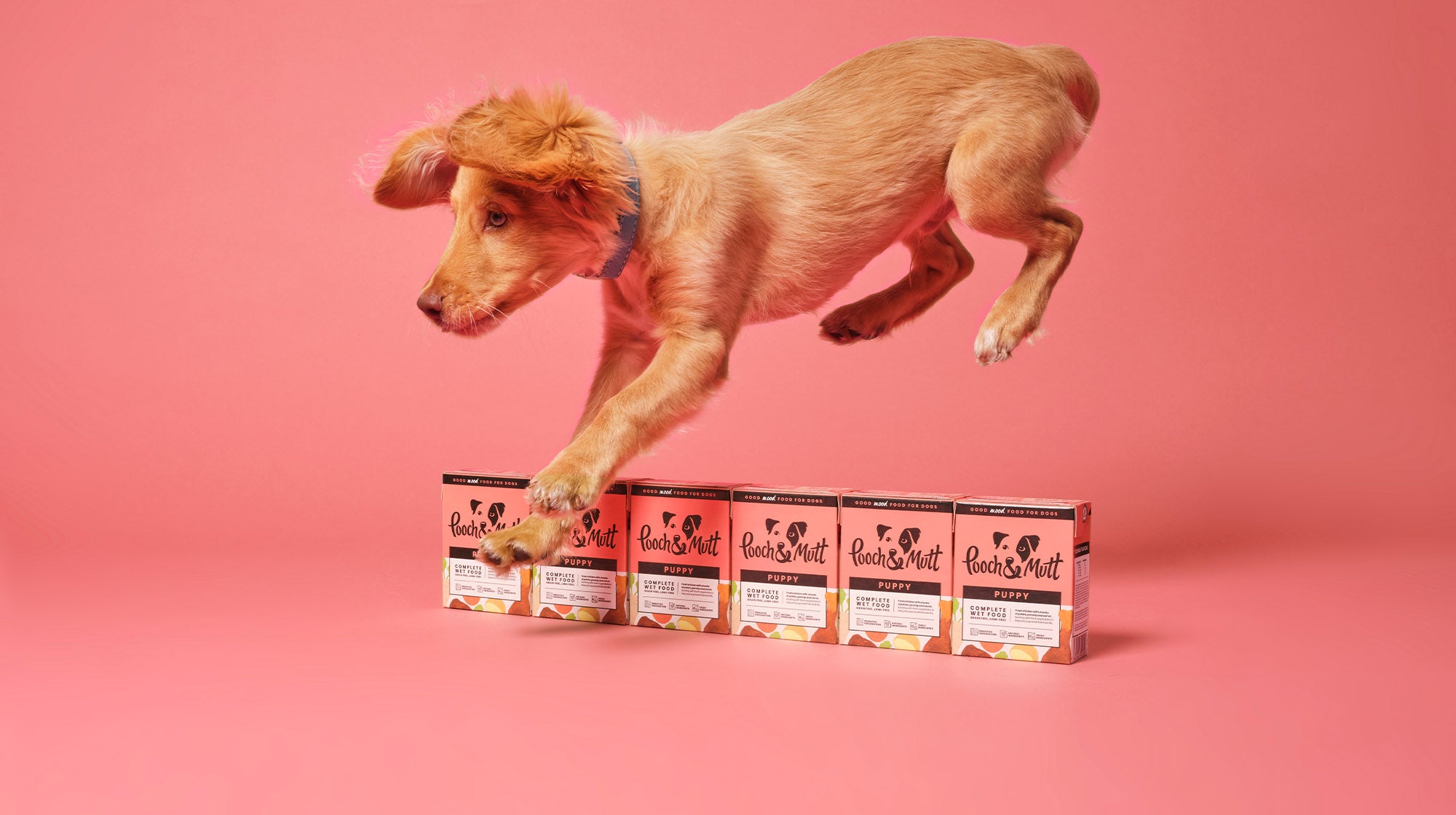 A golden coloured puppy with floppy ears, jumper over a line of Pooch & Mutt food in pink packaging, against a pink background