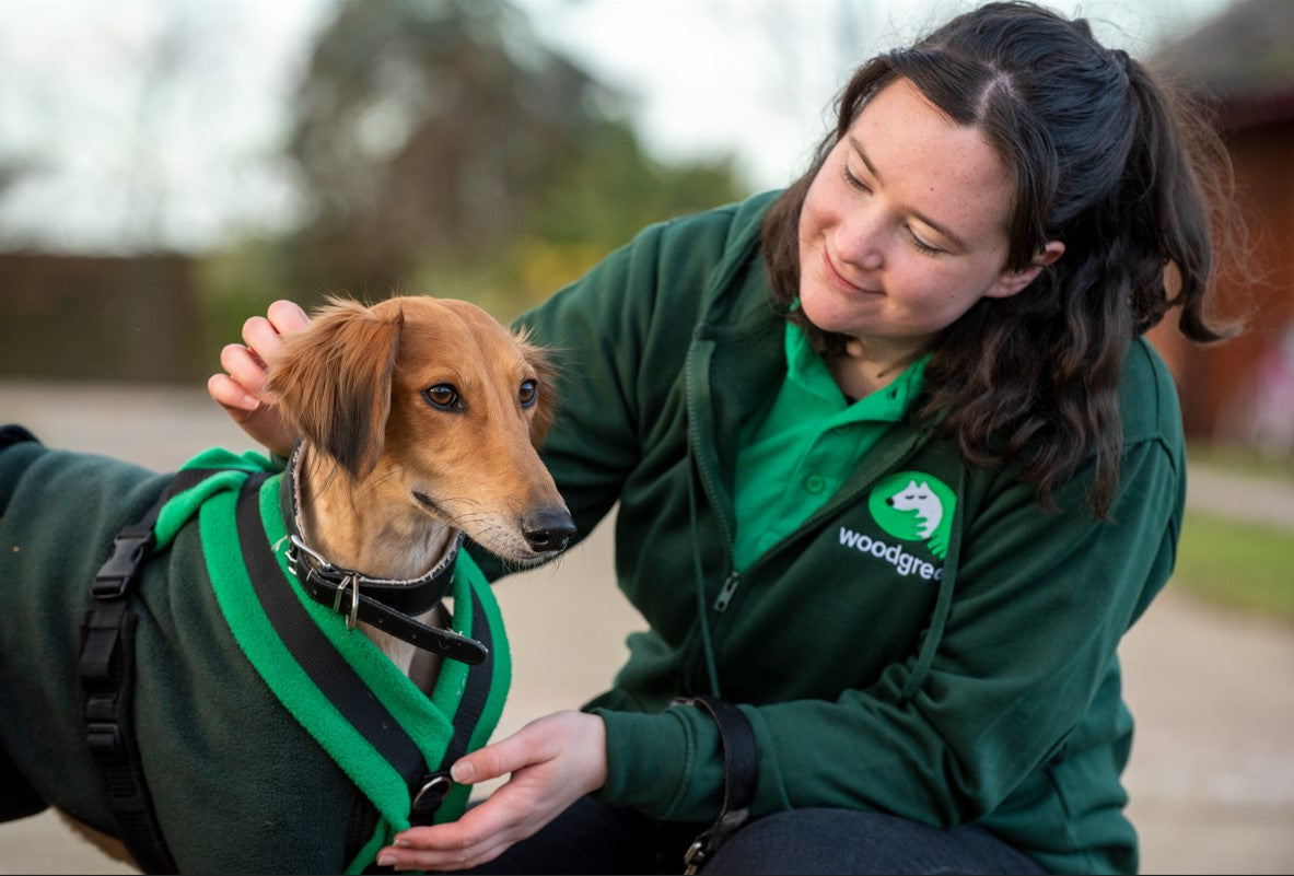 woodgreen dog handler