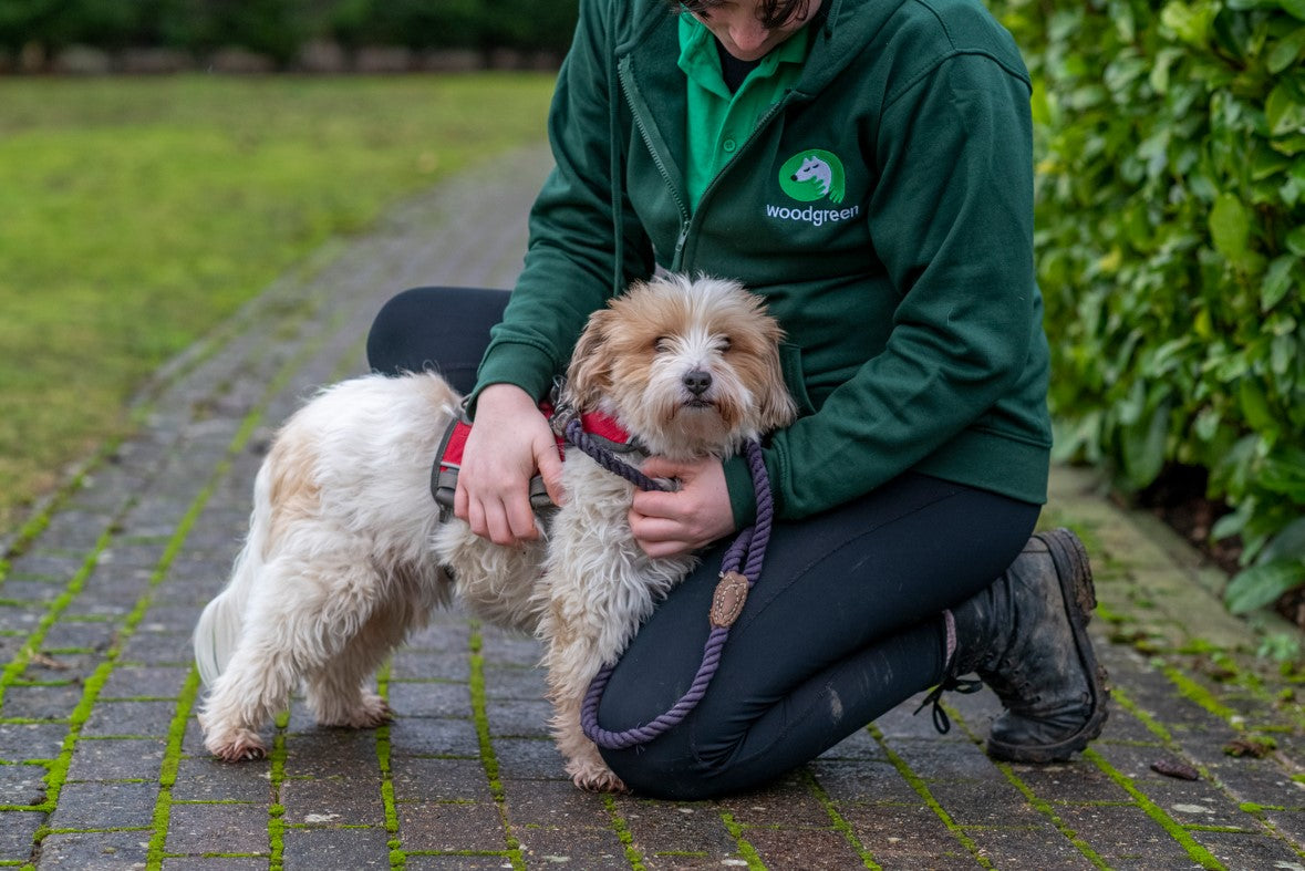 woodgreen charity handler and dog