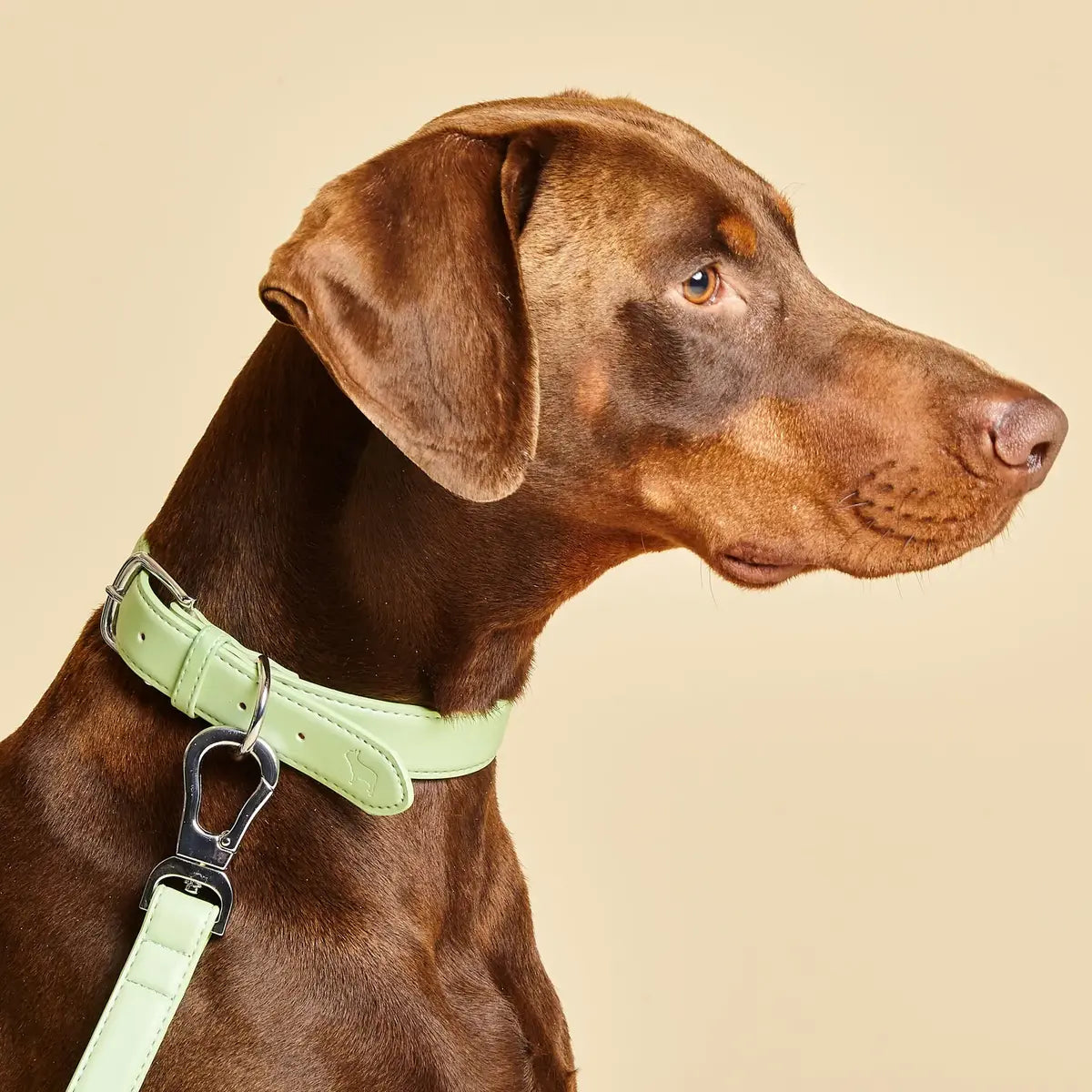 dog wearing a green collar with lead attached