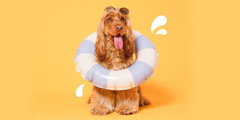 Golden coloured show cocker dog with rubber ring round it, against pale orange background