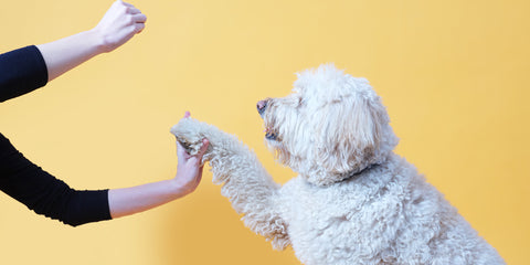 White fluffy dog giving their paw, against a pale orange background