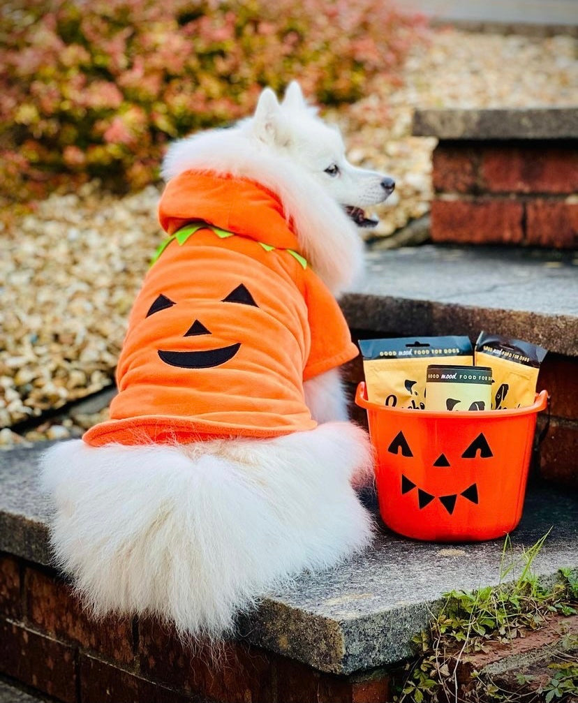 White dog dressed up as a pumpkin