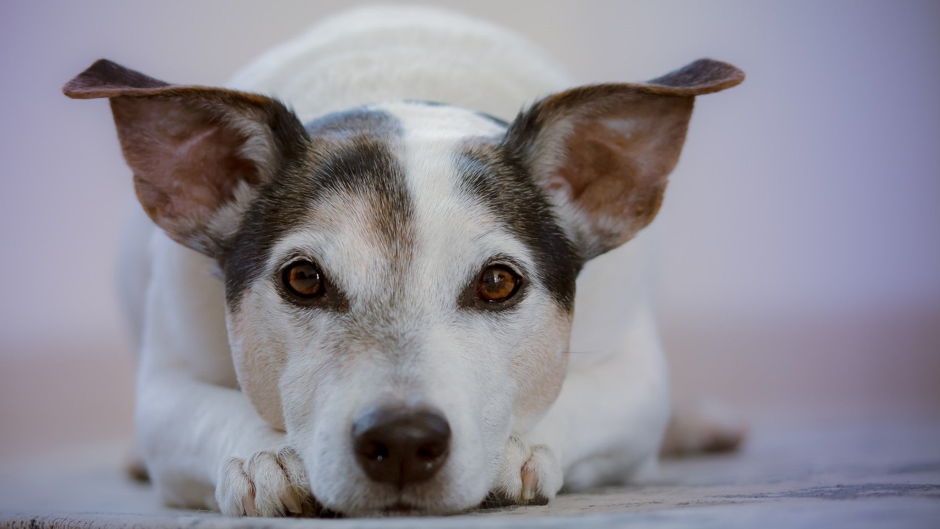 Chronic acid reflux in dogs