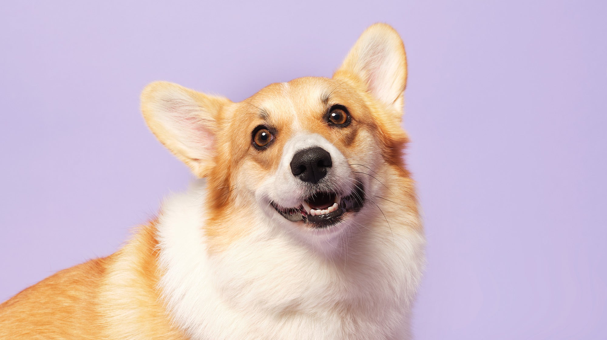 do the queens corgis have tails