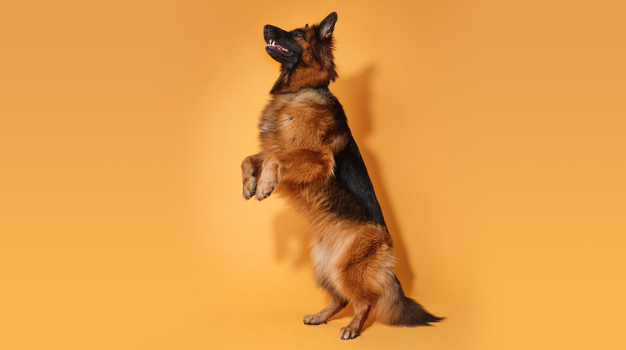 german shepherd standing on two legs on a yellow background