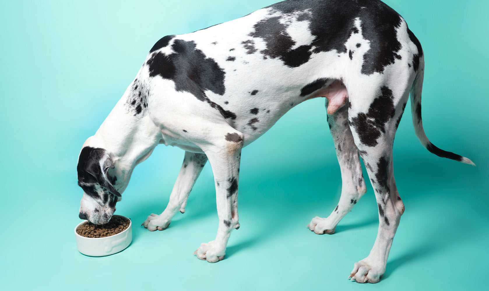 spotty dog eating dog food