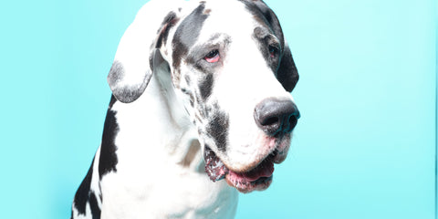 Huge black and white dog against a pale blue background
