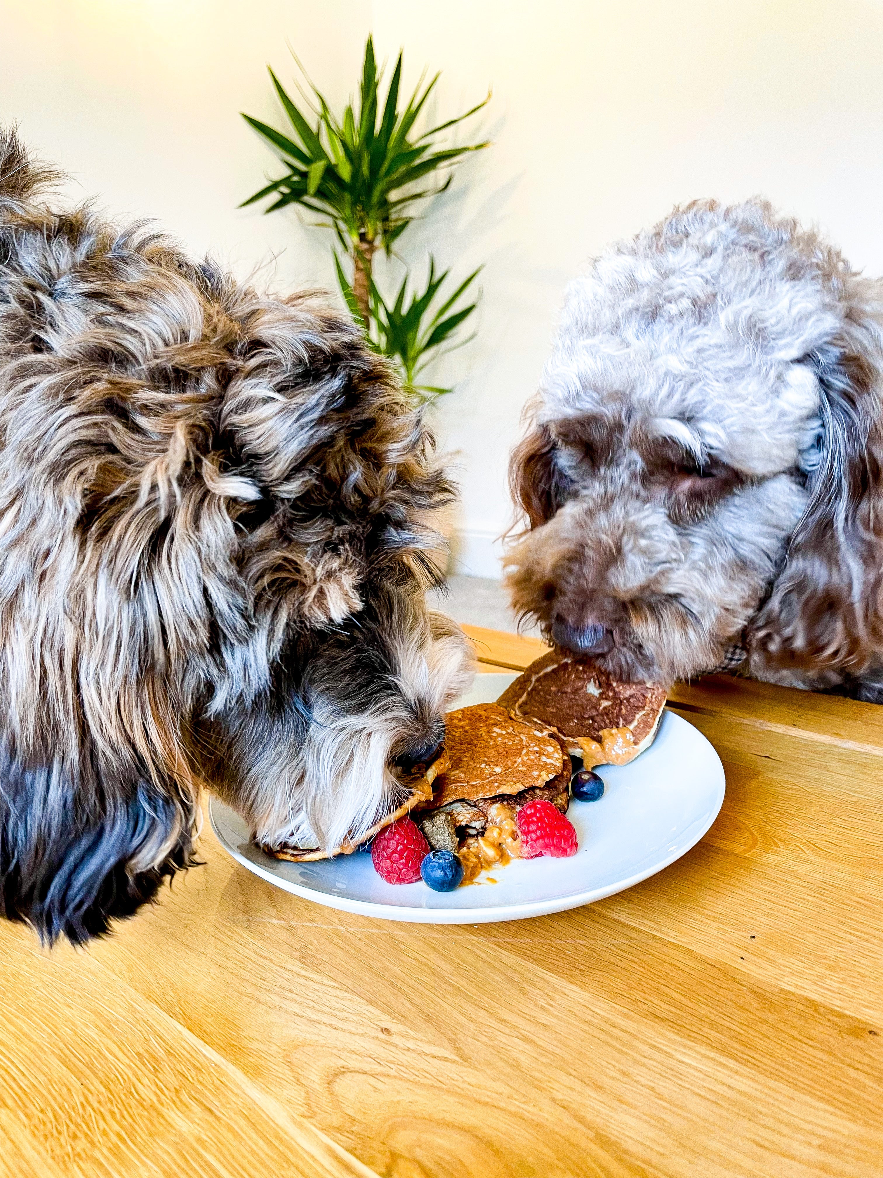 Two curly-haired dogs, one light brown and one great, sharing a plate of pooch-friendly pancakes