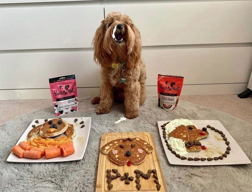 cavapoo with pancakes