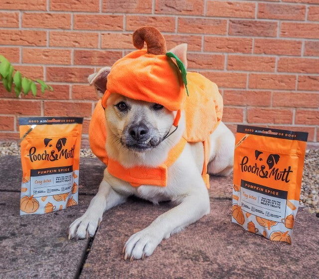 dog dressed up as a pumpkin