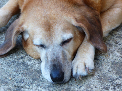 does metacam make dogs sleepy