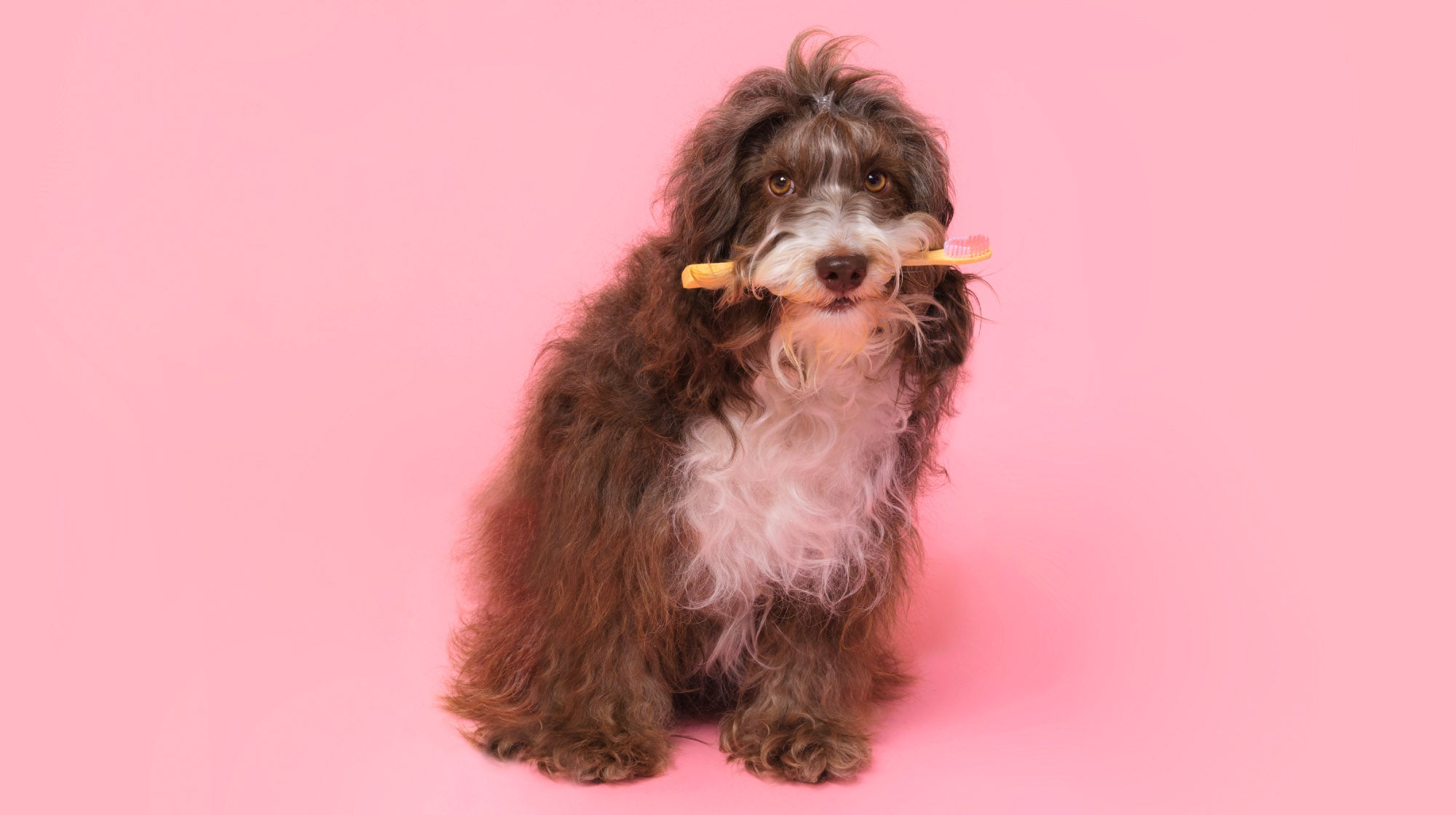 scruffy dog holding a dental stick in their mouth on a pink background