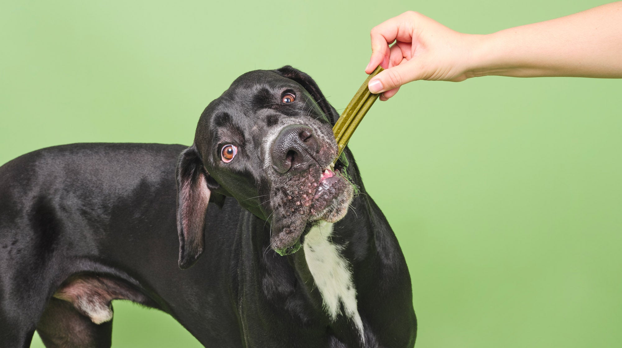 black dog holding a dental stick in their mouth on a green background