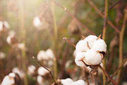 Organic cotton vs conventional cotton