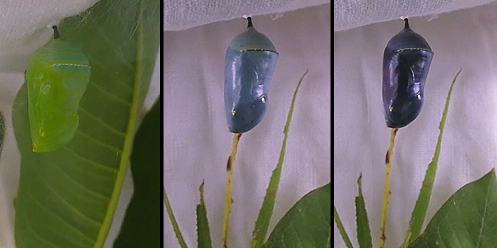 Caterpillar Chrysalis Stages