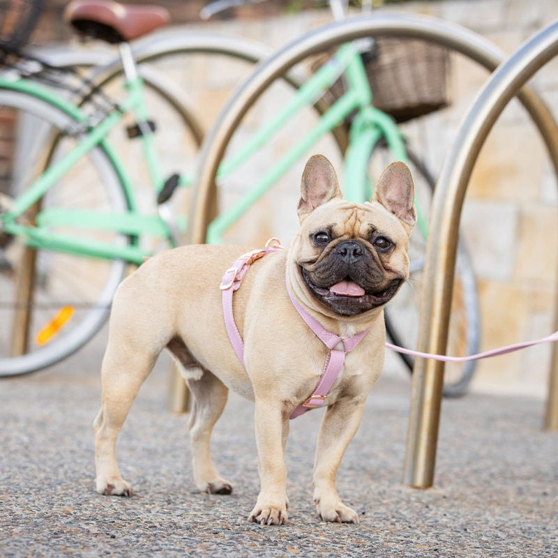 Rosa in Rose Gold Designer Dog Harness | Adjustable Pet Harness ...