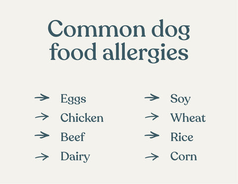 common dog food allergies