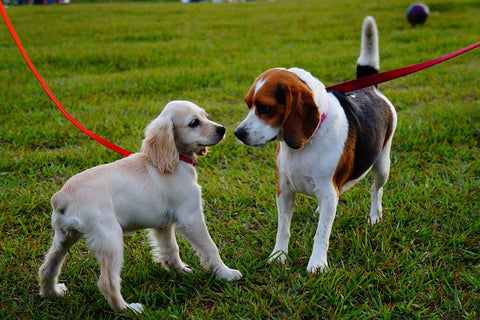 dogs playing