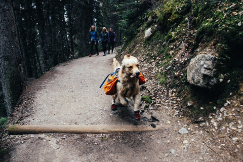 dog hiking