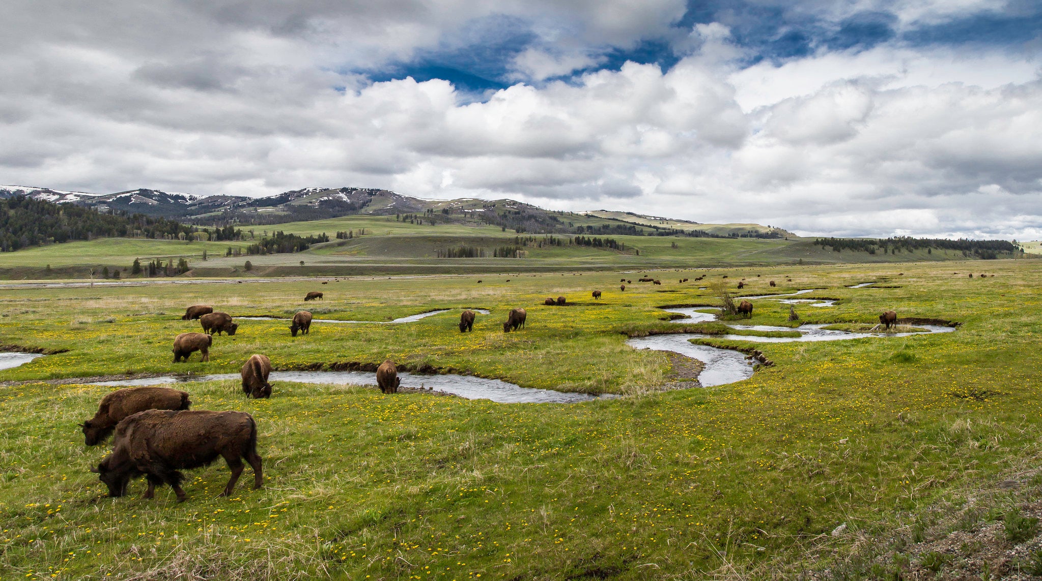 Bison along Rose Creek in Lamar Valley image by Neal Herbert