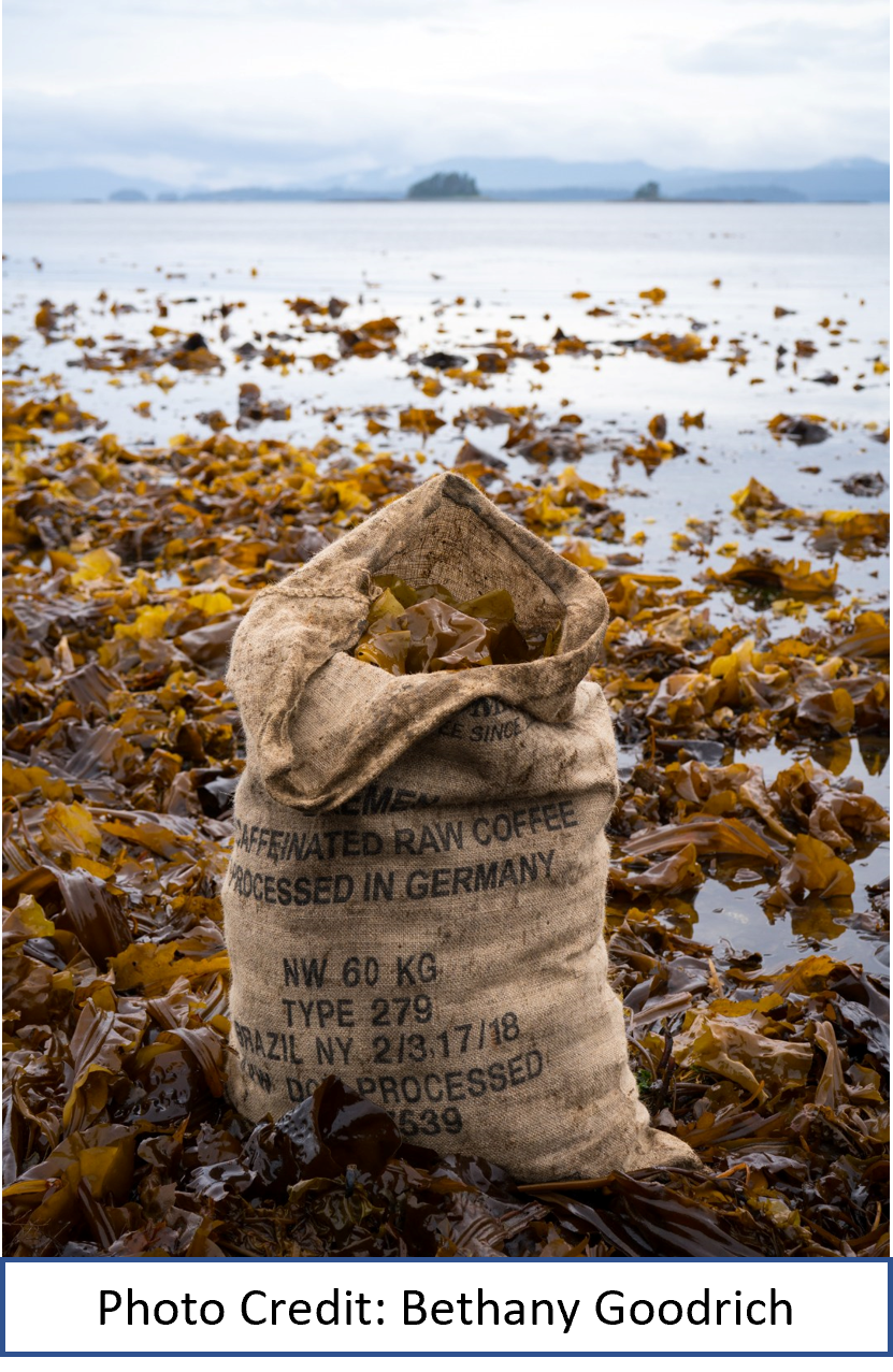 Coffee Bag of Seaweed on Beach
