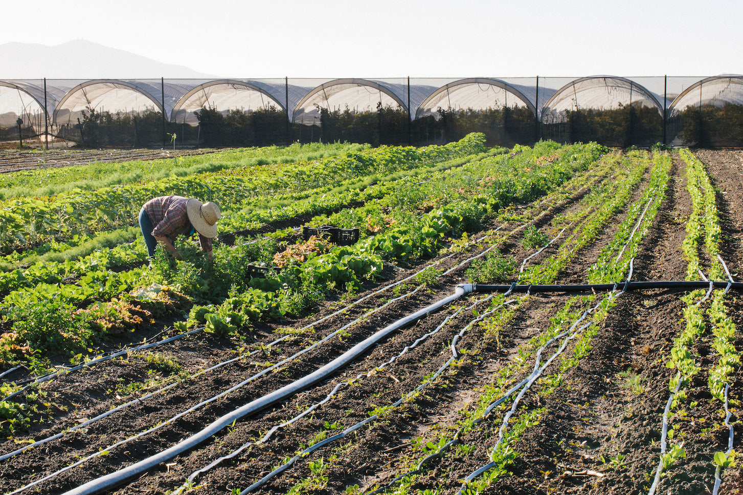 Farmer working in field