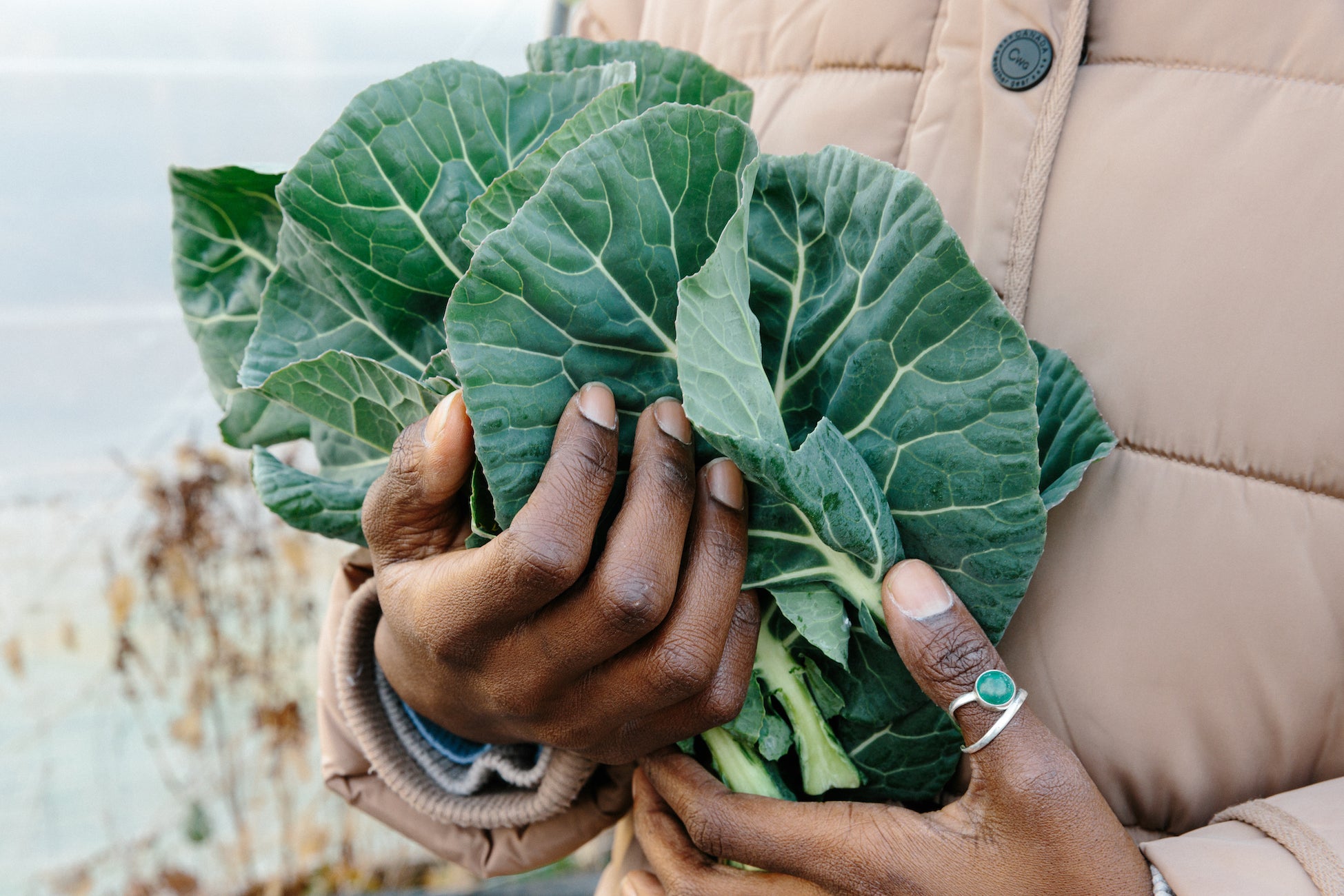 Close up of hands holding fresh picked greens.