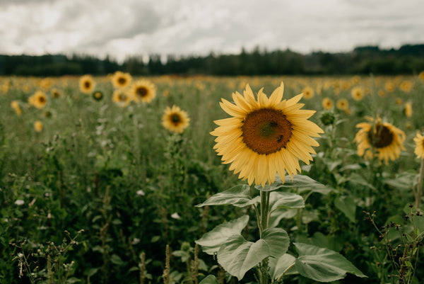 Washington Sunflowers