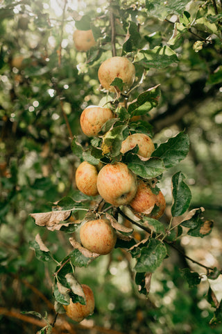Farmland Trust Washington Apples