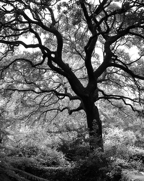 All 97+ Images black and white photo of a tree Full HD, 2k, 4k