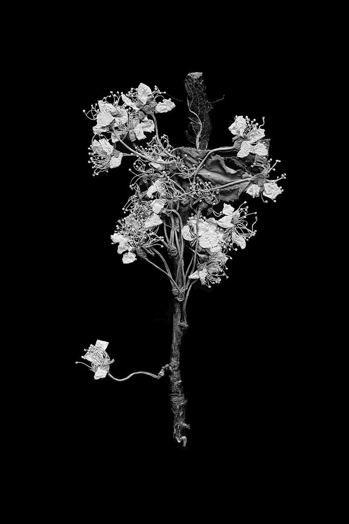 New Work B W Photograph Of Tiny Pressed Flowers Found In An Old Book Keith Dotson Photography